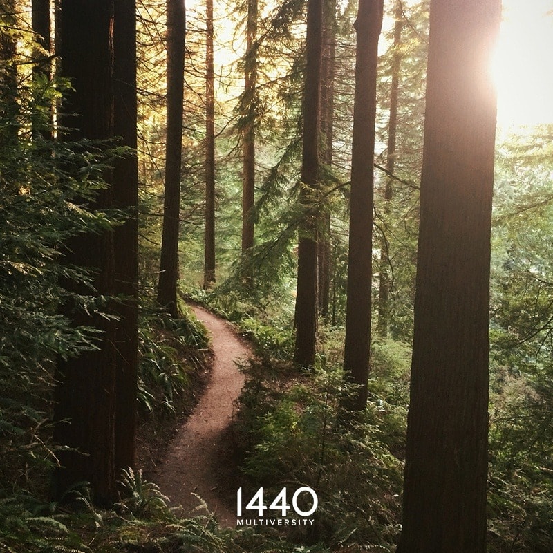 1440 Multiversity Redwoods-The Artist.s JourneyWorkshop