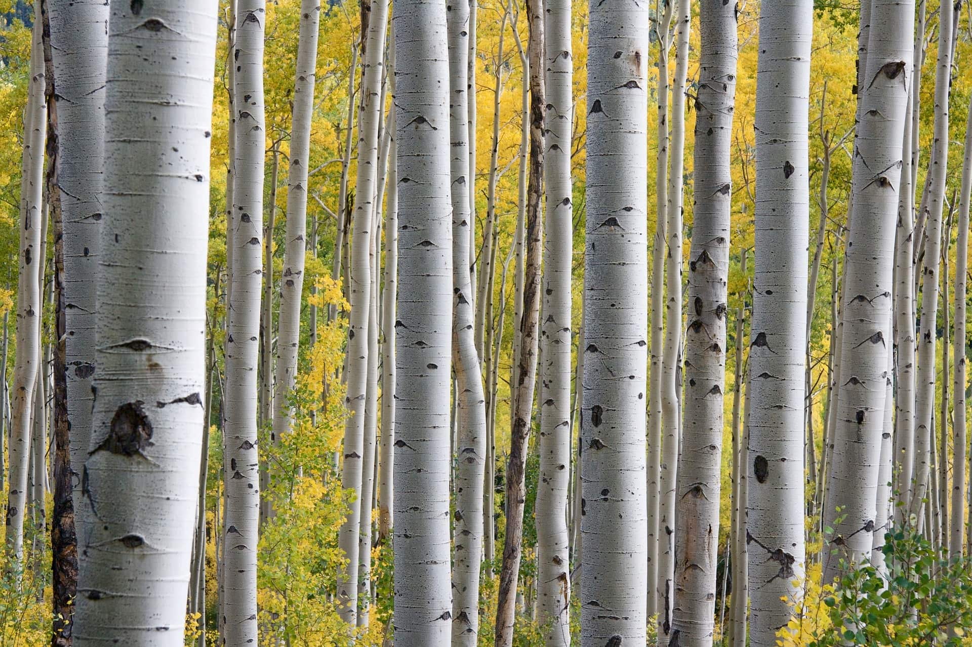 Creativity And The Sweet Spot Of Art And Science-Nancy Hillis MD and Bruce Sawhill PhD-aspens