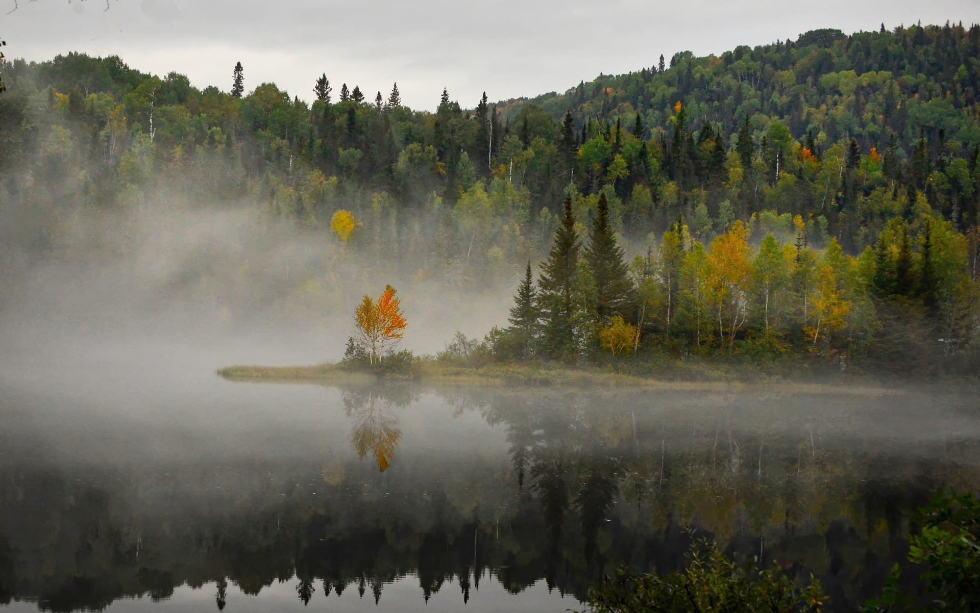 Creativity And The Sweet Spot Of Art And Science-Nancy Hillis MD and Bruce Sawhill PhD-diverse forest