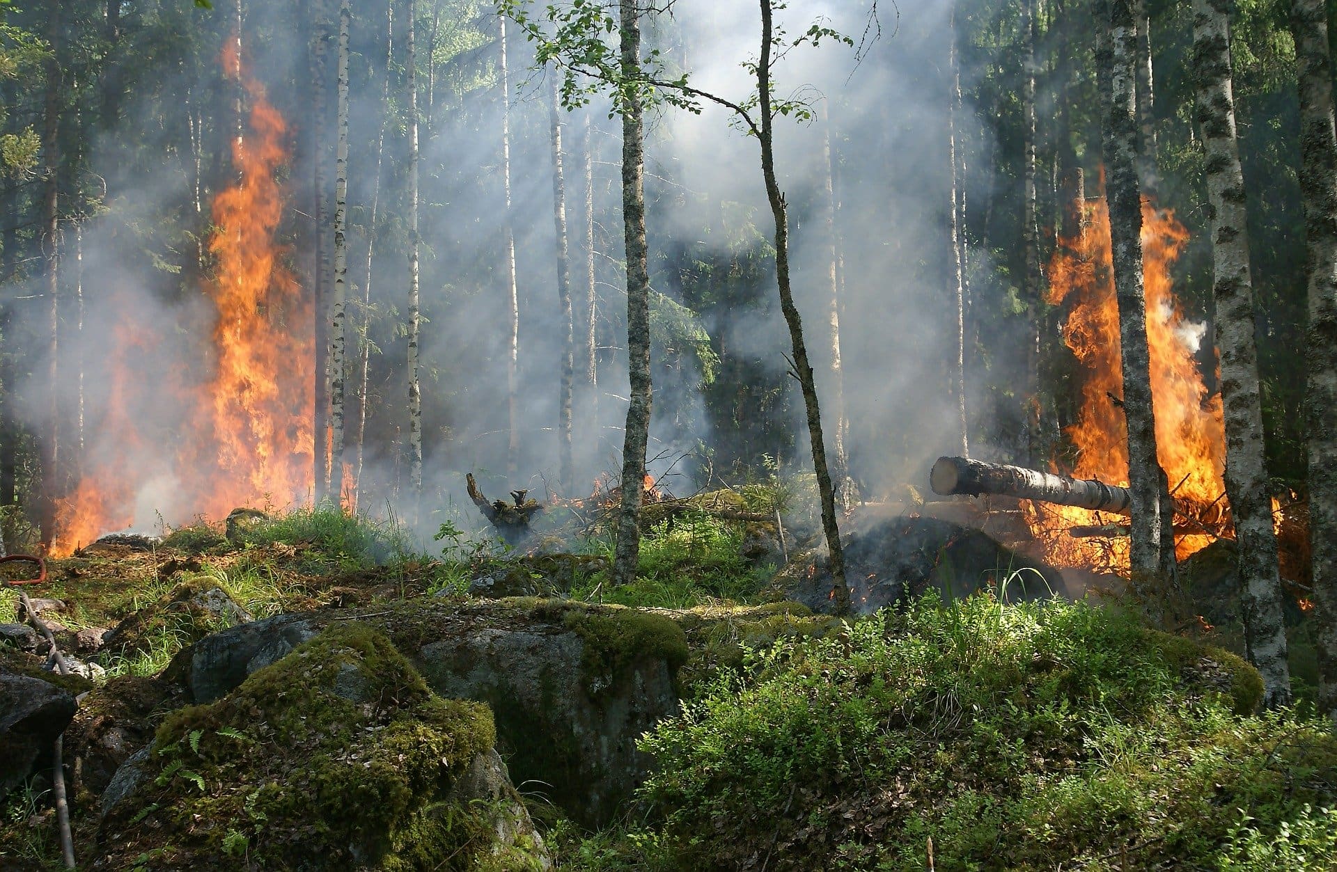 Creativity And The Sweet Spot Of Art And Science-Nancy Hillis MD and Bruce Sawhill PhD-forest-fire