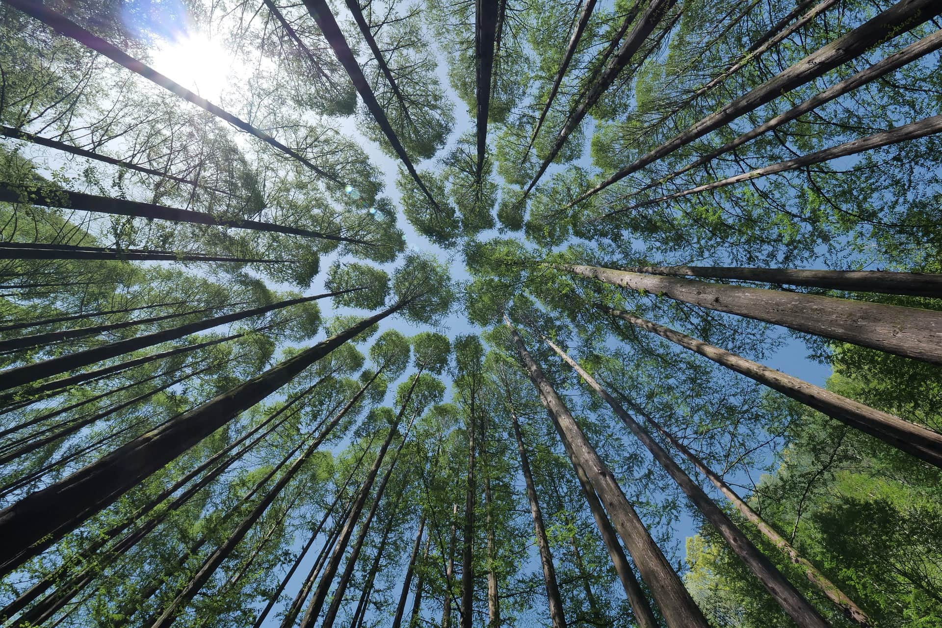 Creativity And The Sweet Spot Of Art And Science-Nancy Hillis MD and Bruce Sawhill PhD-monoculture