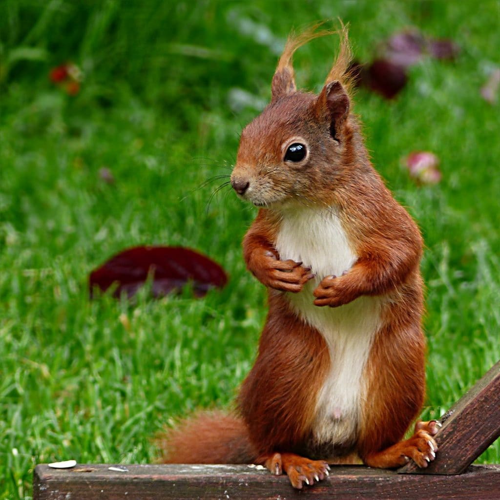 Creativity, The Adjacent Possible & Existential Yoga- Nancy Hillis MD and Bruce Sawhill PhD- Squirrel: Explore or Exploit?