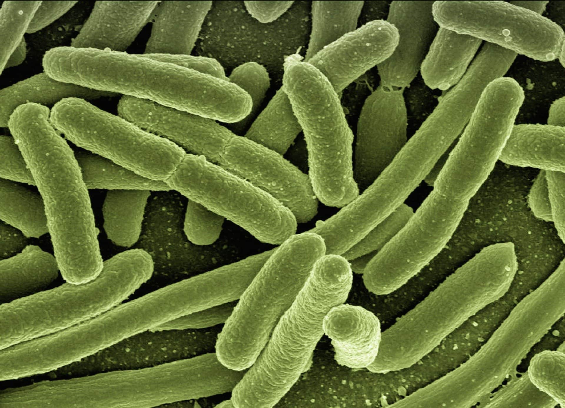Ecoli Bacteria