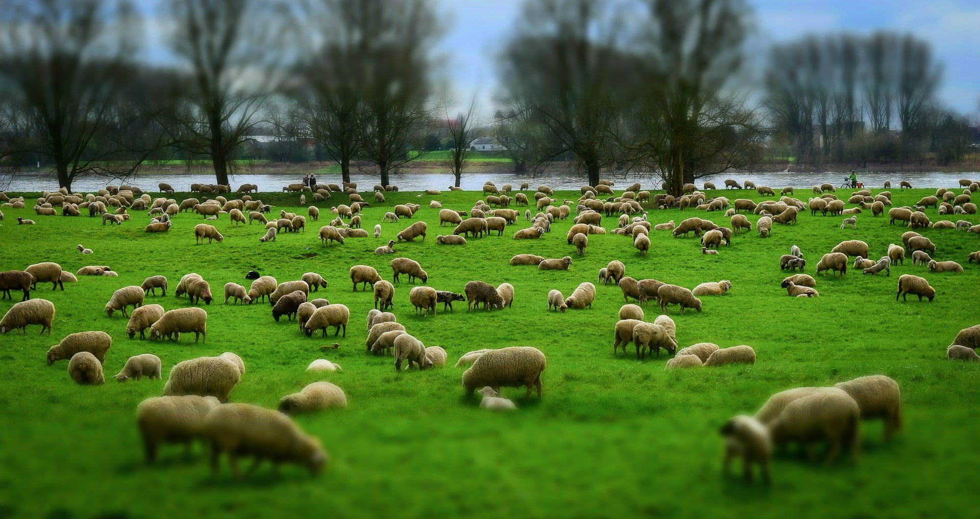Counting sheep