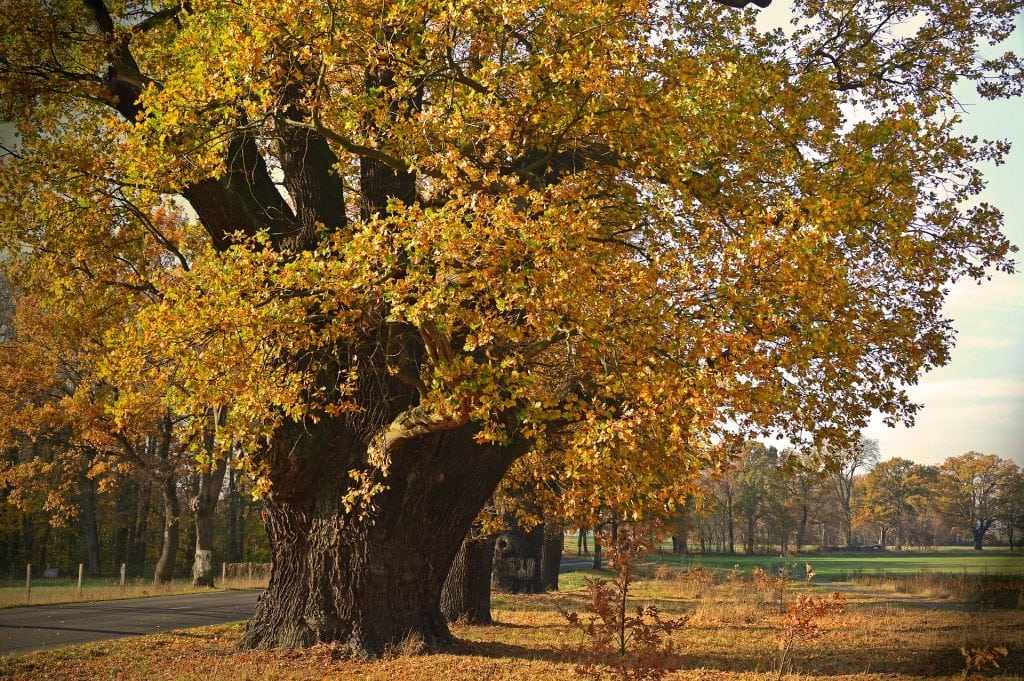 Row of oak trees