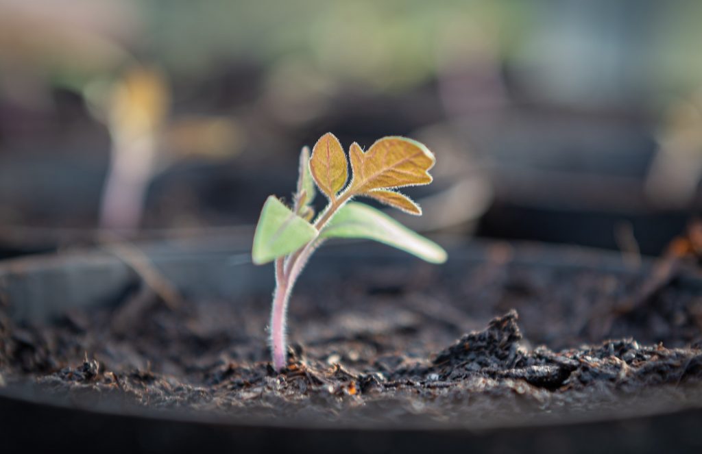 Seedling
